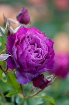 Rosa 'Wild Blue Yonder', grandiflora rose, All America Rose Selection