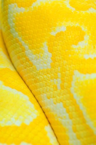 Yellow Snake Skin