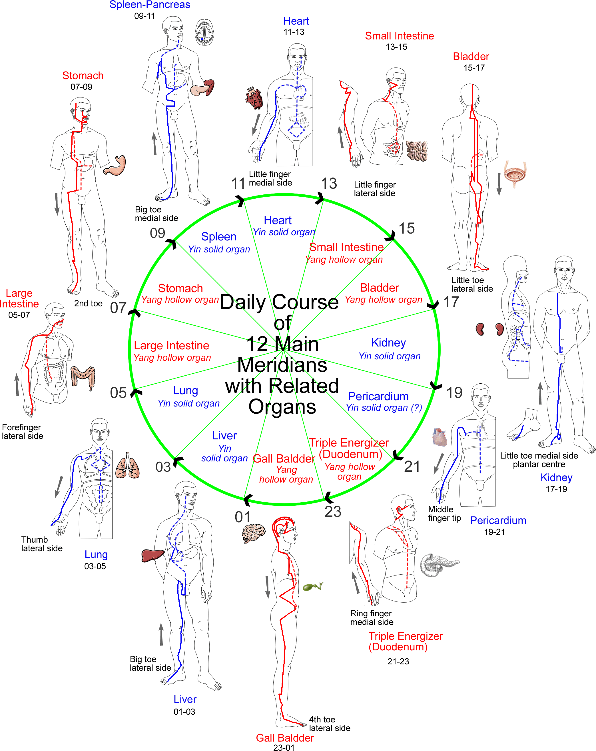 Shiatsu Tsubo Chart